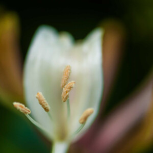 Chèvrefeuille JY Le Pennec artiste photographe