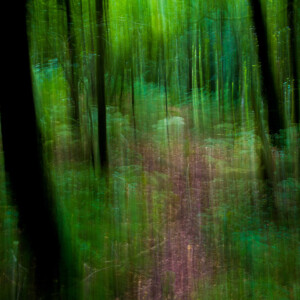 Forêt de rêve JY Le Pennec artiste photographe
